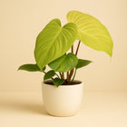 Philodendron Fuzzy Petiole - 50cm in einem modernen Studio mit modernem Topf