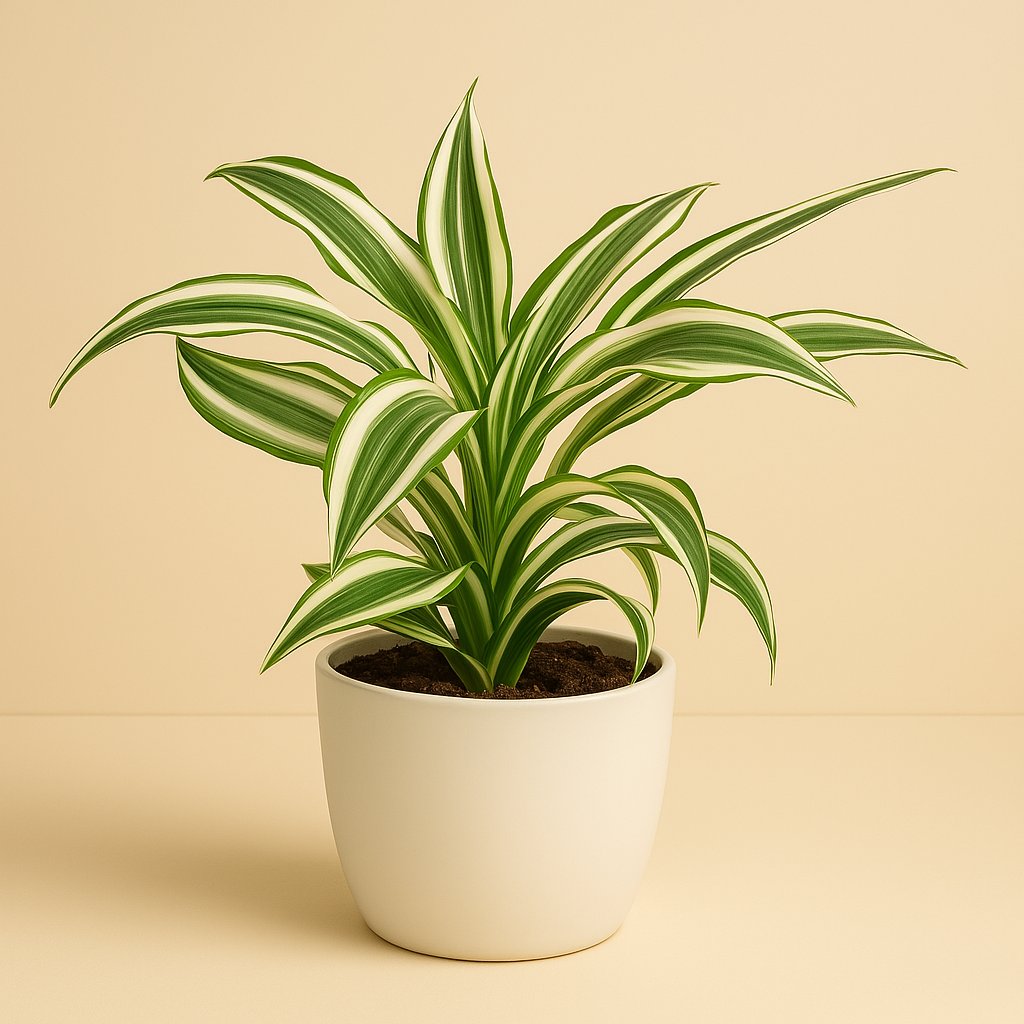Dracaena Kanzi - 22cm in einem modernen Studio mit modernem Topf