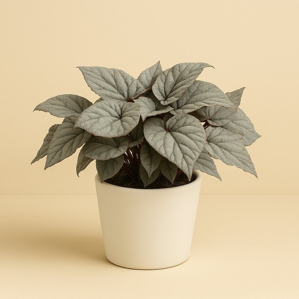 Begonia Rex Bolero - 25cm in einem modernen Studio mit modernem Topf