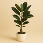 Ficus Elastica Burgundy - 100cm in einem modernen Studio mit modernem Topf
