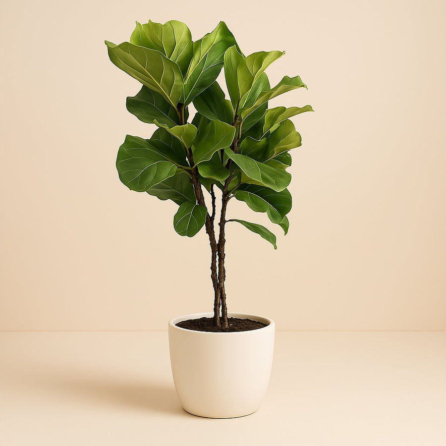 Ficus Lyrata Geflechtstamm - 100cm in einem modernen Studio mit modernem Topf