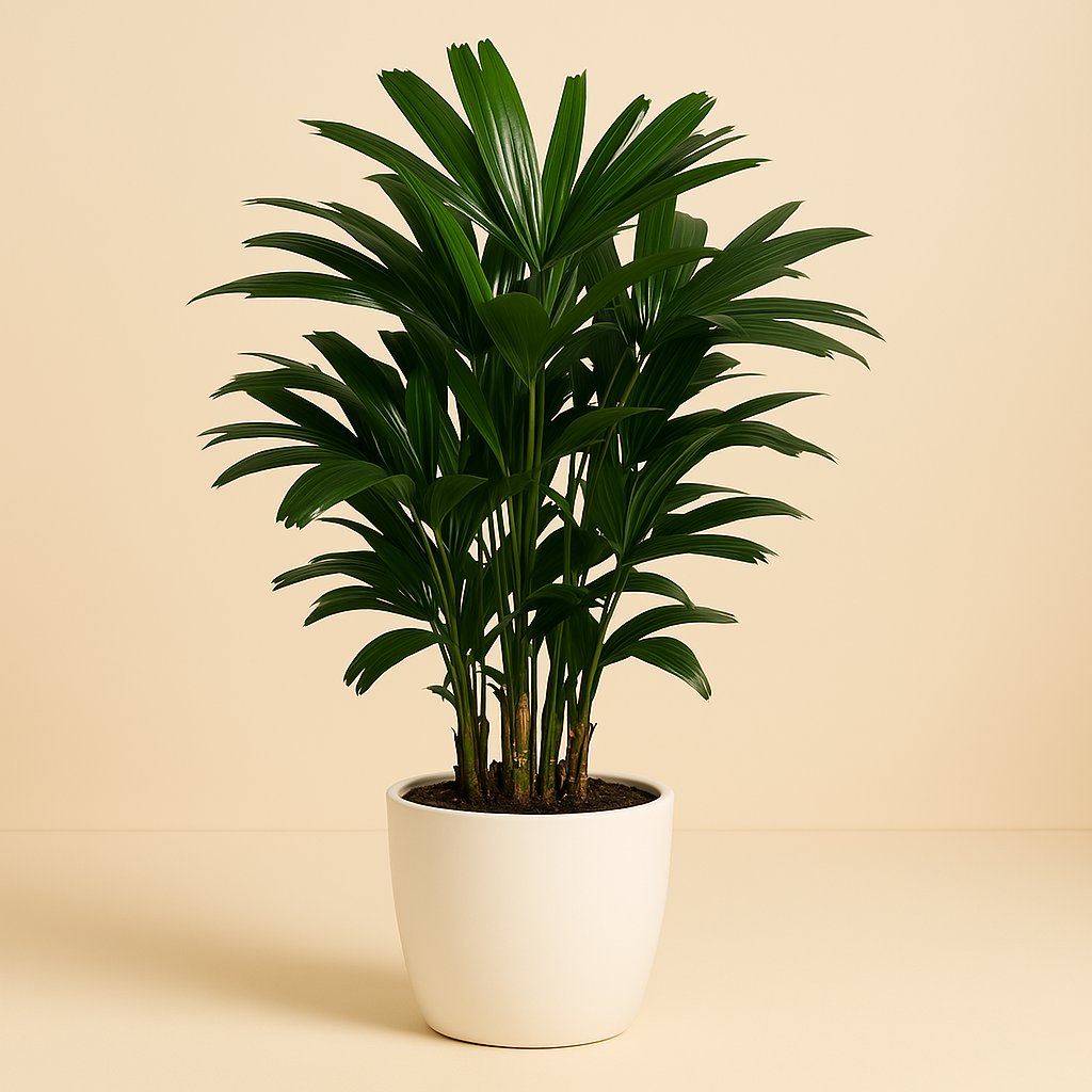 Caryota Mitis - 65cm in einem modernen Studio mit modernem Topf