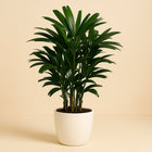 Caryota Mitis - 65cm in einem modernen Studio mit modernem Topf