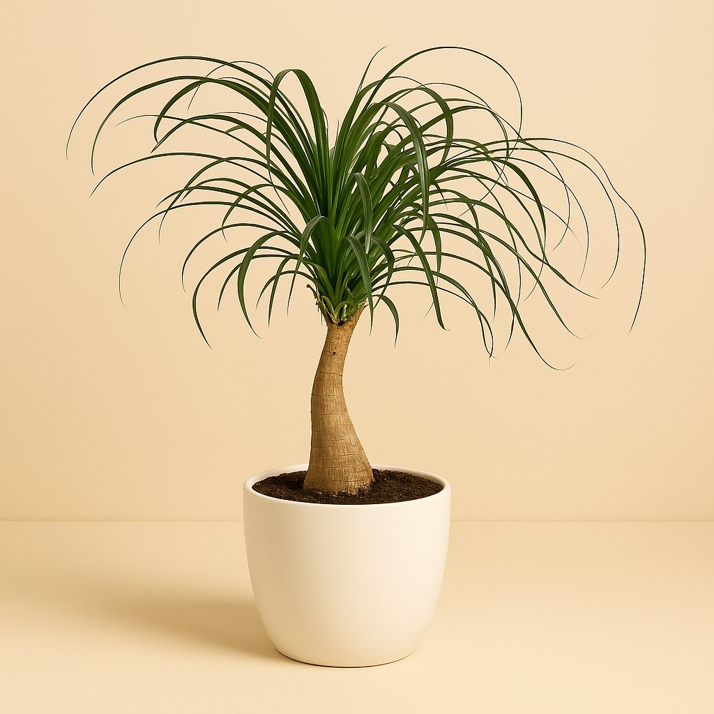 Beaucarnea Recurvata - 55cm in einem modernen Studio mit modernem Topf
