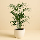 Howea Forsteriana - 110cm in einem modernen Studio mit modernem Topf