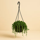 Senecio Rowleyanus - 15cm in einem modernen Studio mit modernem Topf