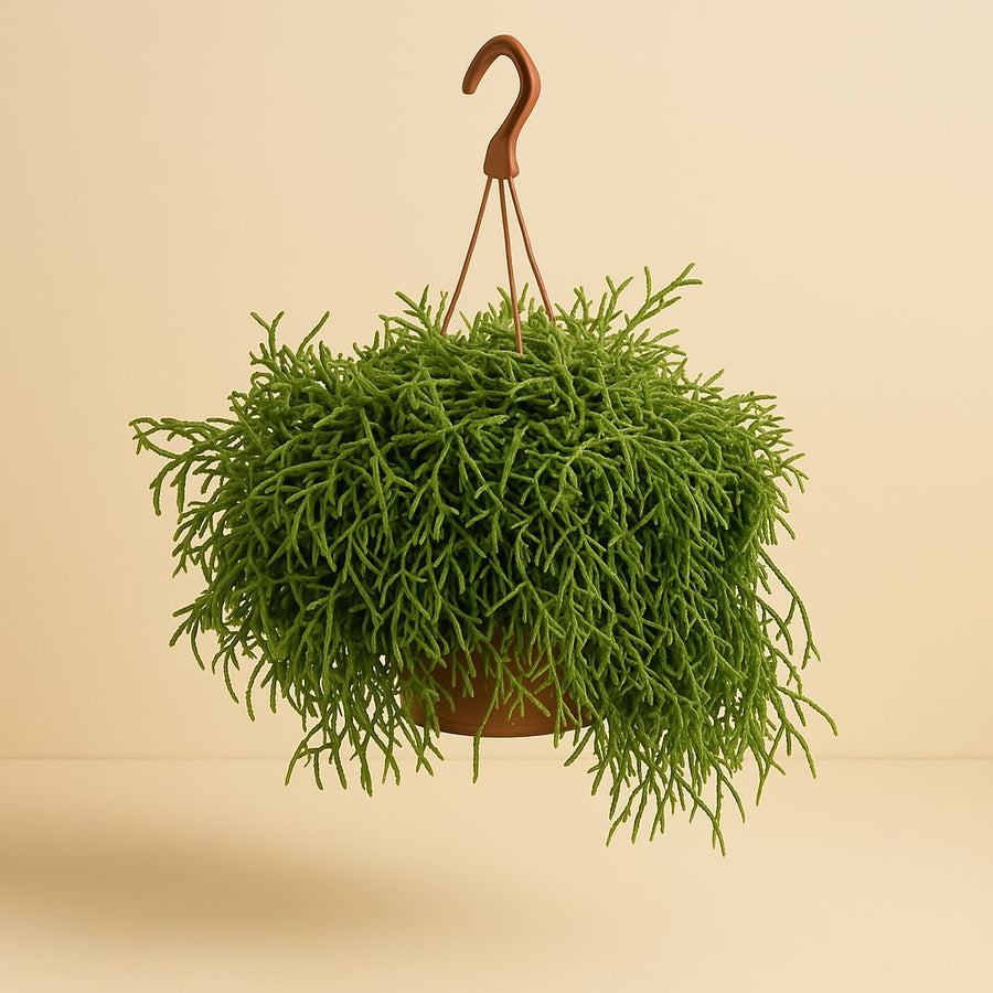 Rhipsalis Heteroclada - 45cm in einem modernen Studio mit modernem Topf