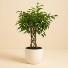 Ficus Benjamina Exotica - 100cm in einem modernen Studio mit modernem Topf