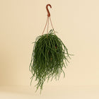 Rhipsalis Shaferi - 45cm in einem modernen Studio mit modernem Topf