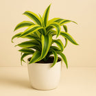 Dracaena Lemon Surprise - 22cm in einem modernen Studio mit modernem Topf