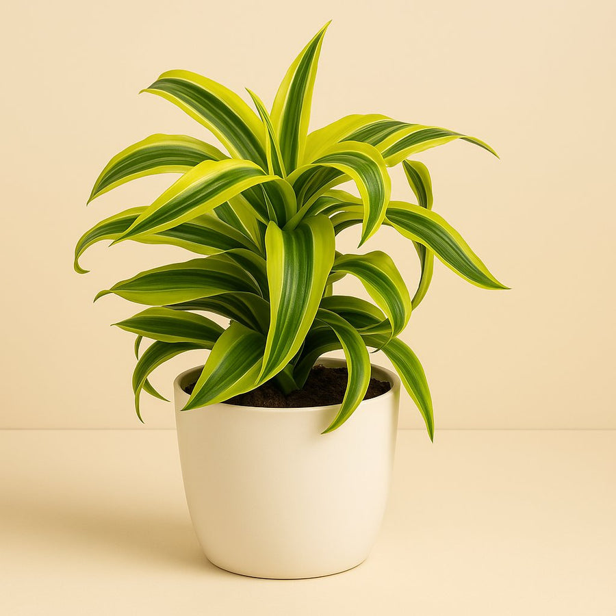 Dracaena Lemon Surprise - 22cm in einem modernen Studio mit modernem Topf