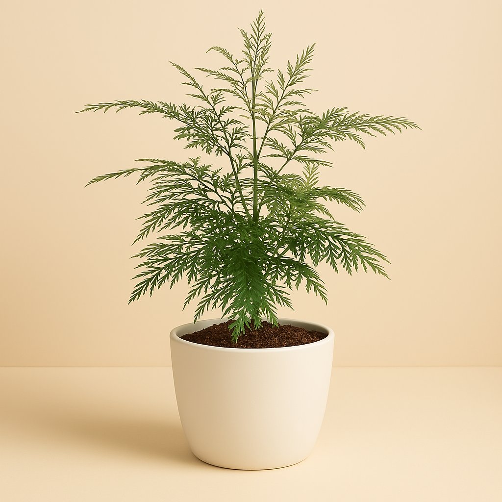 Grevillea Robusta - 45cm in einem modernen Studio mit modernem Topf