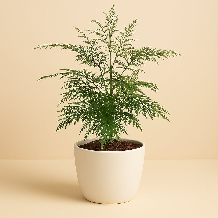 Grevillea Robusta - 45cm in einem modernen Studio mit modernem Topf