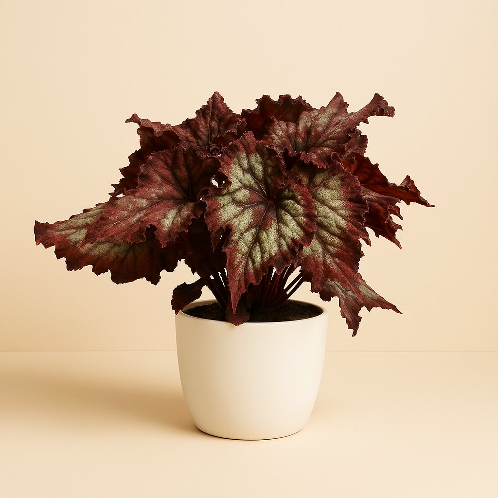 Begonia Rex Balboa - 25cm in einem modernen Studio mit modernem Topf