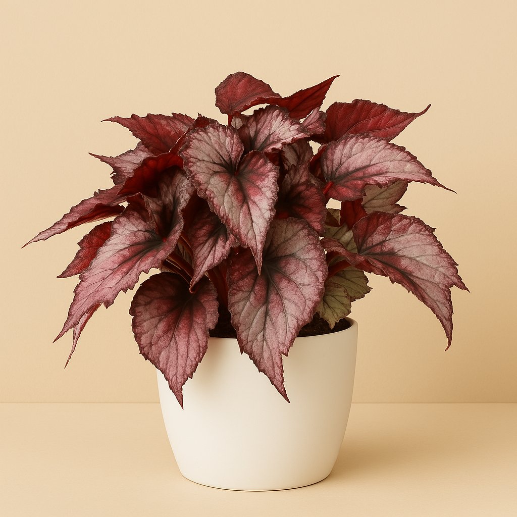 Begonia Maori Haze - 32cm in einem modernen Studio mit modernem Topf