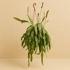 Lepismium Houlletianum Forma Regnelli - 45cm in einem modernen Studio mit modernem Topf