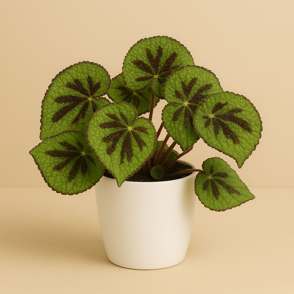 Begonia Masoniana Rock - 30cm in einem modernen Studio mit modernem Topf