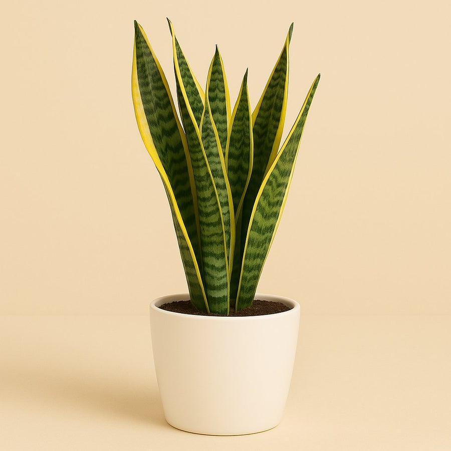 Sansevieria Laurentii - 50cm in einem modernen Studio mit modernem Topf