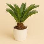 Cycas Revoluta - 70cm in einem modernen Studio mit modernem Topf