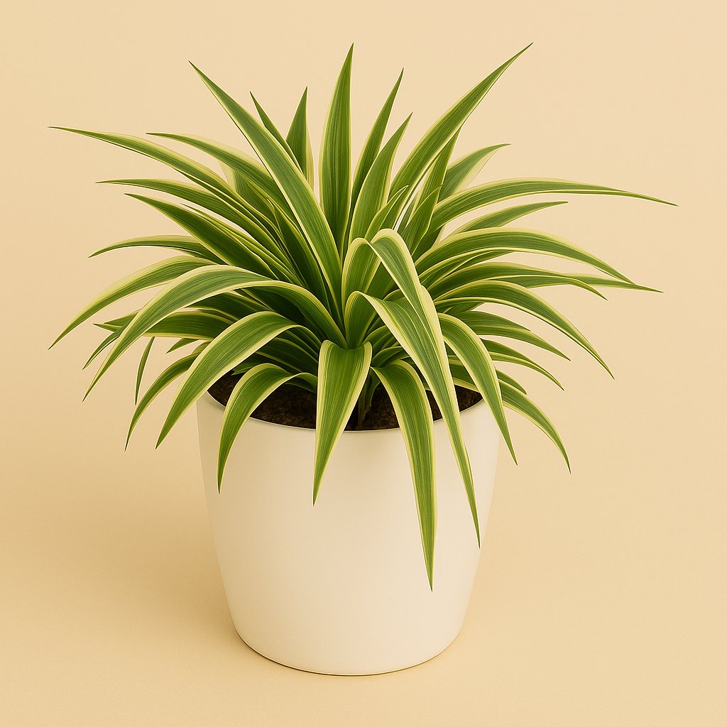 Chlorophytum Ocean - 20cm in einem modernen Studio mit modernem Topf