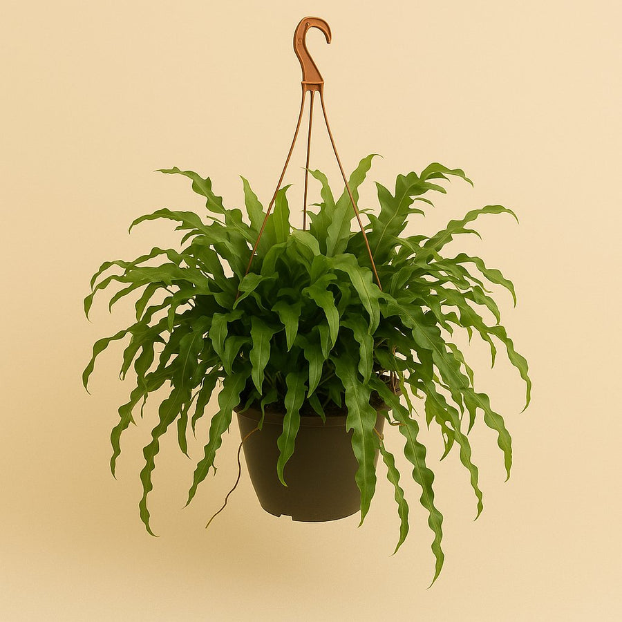 Microsorum Diversifolium - 50cm in einem modernen Studio mit modernem Topf