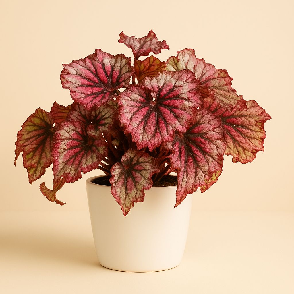Begonia Rex Lambada - 25cm in einem modernen Studio mit modernem Topf