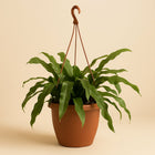 Epiphyllum Oxypetalum - 40cm in einem modernen Studio mit modernem Topf