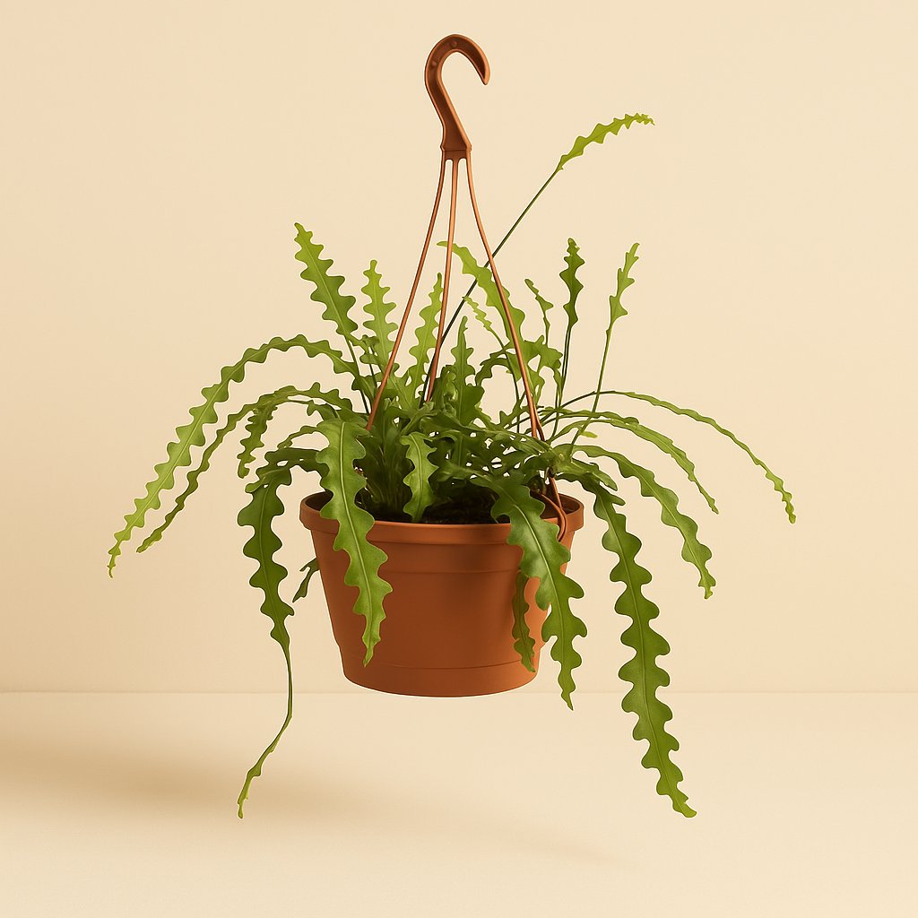 Epiphyllum Anguleiger - 60cm in einem modernen Studio mit modernem Topf