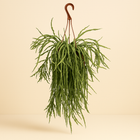 Lepismium Asuntapatense - 60cm in einem modernen Studio mit modernem Topf