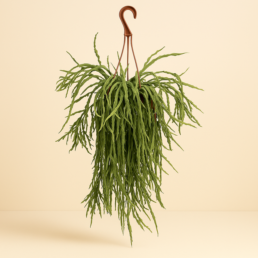 Lepismium Asuntapatense - 60cm in einem modernen Studio mit modernem Topf