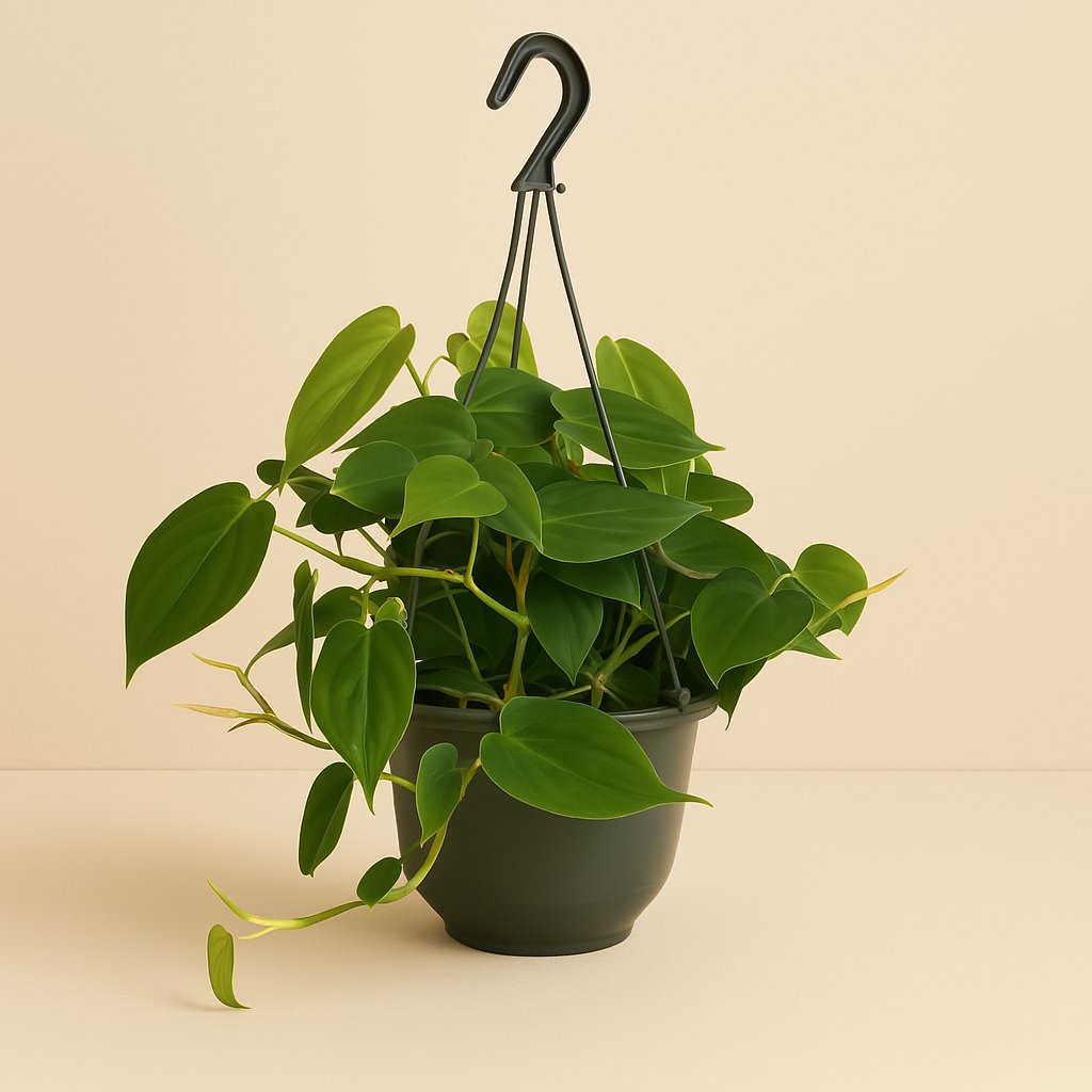 Philodendron Scandens - 35cm in einem modernen Studio mit modernem Topf