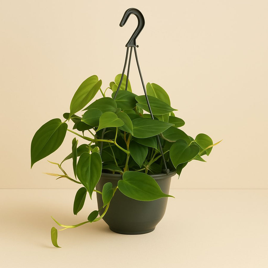 Philodendron Scandens - 35cm in einem modernen Studio mit modernem Topf