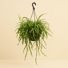 Rhipsalis Ramaloris - 50cm in einem modernen Studio mit modernem Topf