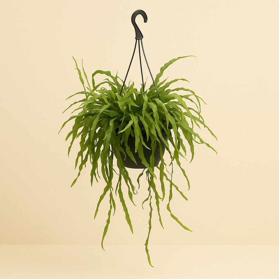Rhipsalis Ramaloris - 50cm in einem modernen Studio mit modernem Topf
