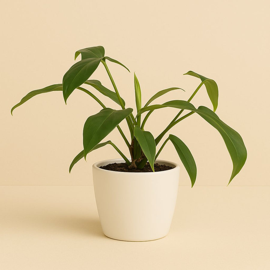 Philodendron 69686 "Bette Waterbury" - 50cm in einem modernen Studio mit modernem Topf