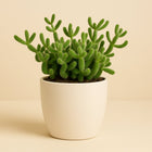 Delosperma Echinatum - 20cn in einem modernen Studio mit modernem Topf