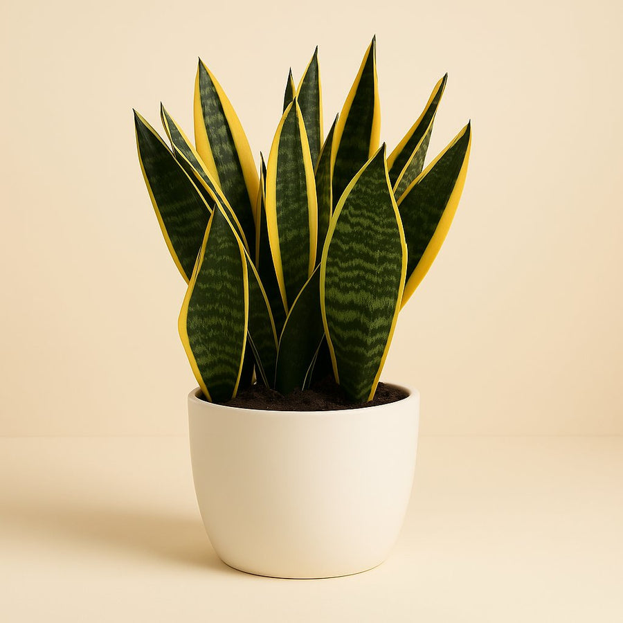 Sanseveria Goldflame - 50cm in einem modernen Studio mit modernem Topf
