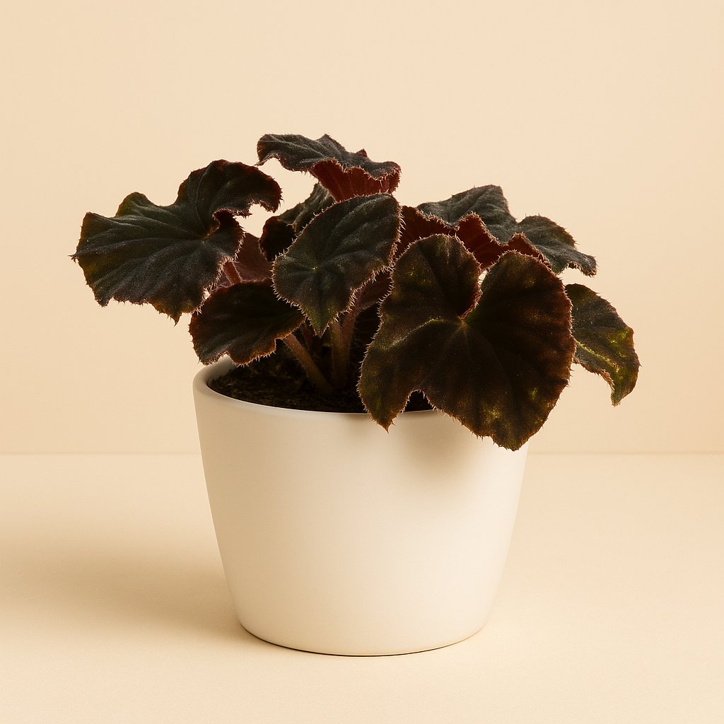 Begonia Rex Dark Mambo - 25cm in einem modernen Studio mit modernem Topf