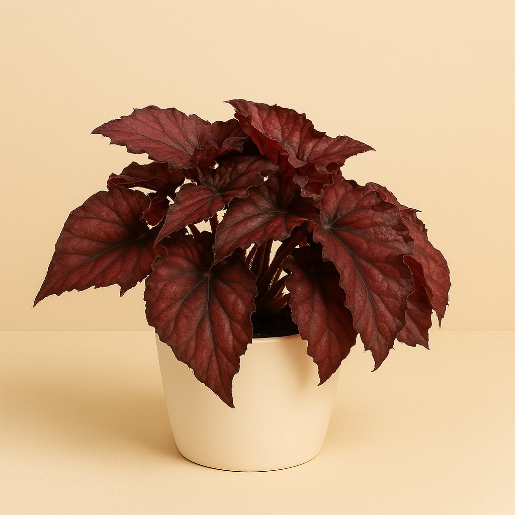 Begonia Rex Redbull - 25cm in einem modernen Studio mit modernem Topf