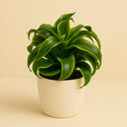 Dracaena Tornado - 22cm in einem modernen Studio mit modernem Topf