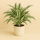 Dracaena White Jewel - 25cm in einem modernen Studio mit modernem Topf