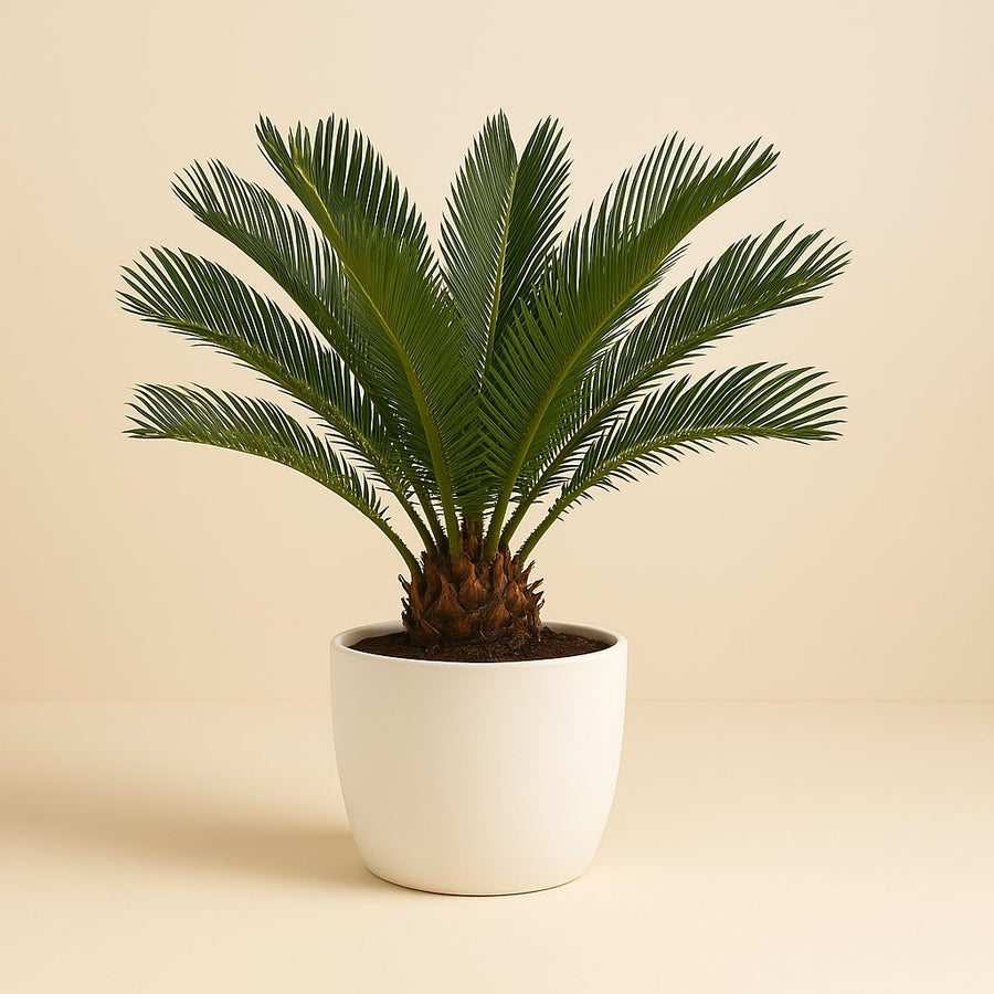 Cycas Revoluta - 60cm in einem modernen Studio mit modernem Topf