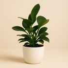 Philodendron Oxypure - 60cm in einem modernen Studio mit modernem Topf