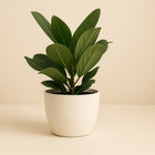 Ficus Benghalensis Audrey - 30cm in einem modernen Studio mit modernem Topf