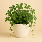 Parthenocissus Striata - 20cm in einem modernen Studio mit modernem Topf