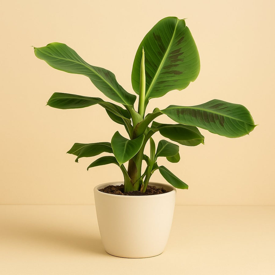 Musa Oriental Dwarf - 50cm in einem modernen Studio mit modernem Topf