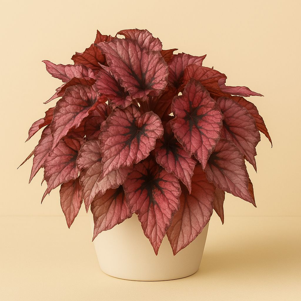 Begonia Indian Summer - 32cm in einem modernen Studio mit modernem Topf