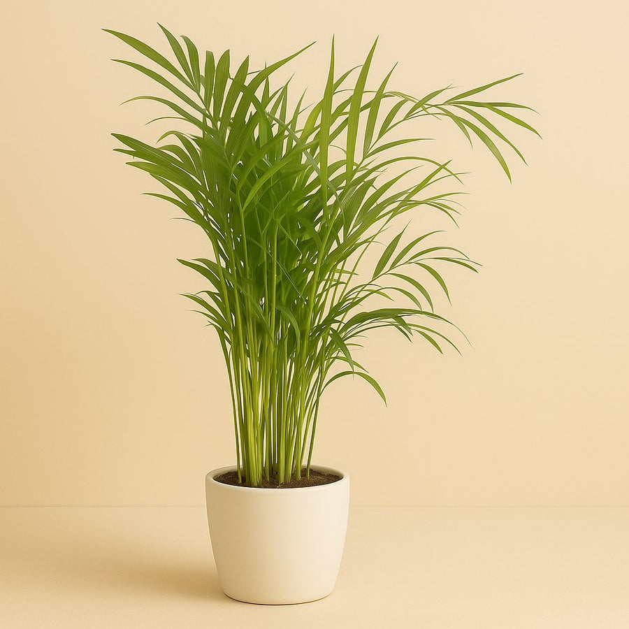 Dypsis Lutescens - 100cm in einem modernen Studio mit modernem Topf