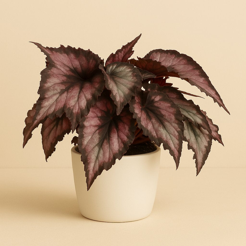 Begonia Rex Magma - 25cm in einem modernen Studio mit modernem Topf