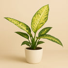 Dieffenbachia Mars - 110cm in einem modernen Studio mit modernem Topf